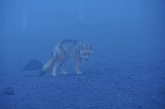Um lobo nos observa, a 4.500 metros de altitude, no Cotopaxi, no Equador
